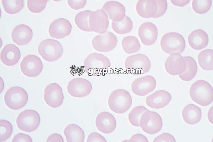 Hématies x400 - gryphea.org